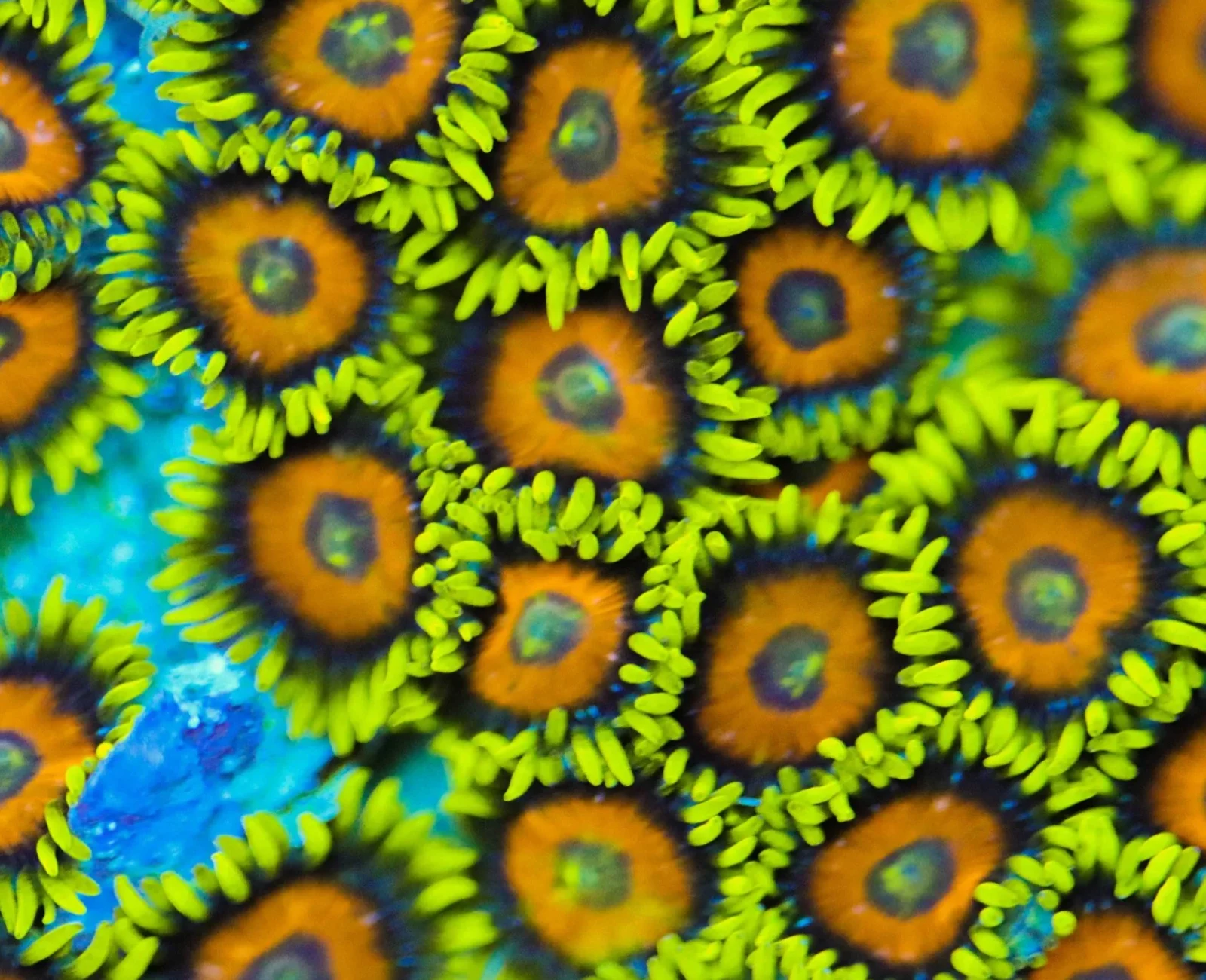 Super Saiyans zoanthid