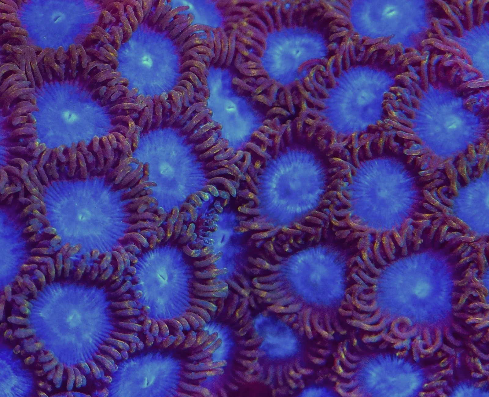 Tubbs Blue zoanthid
