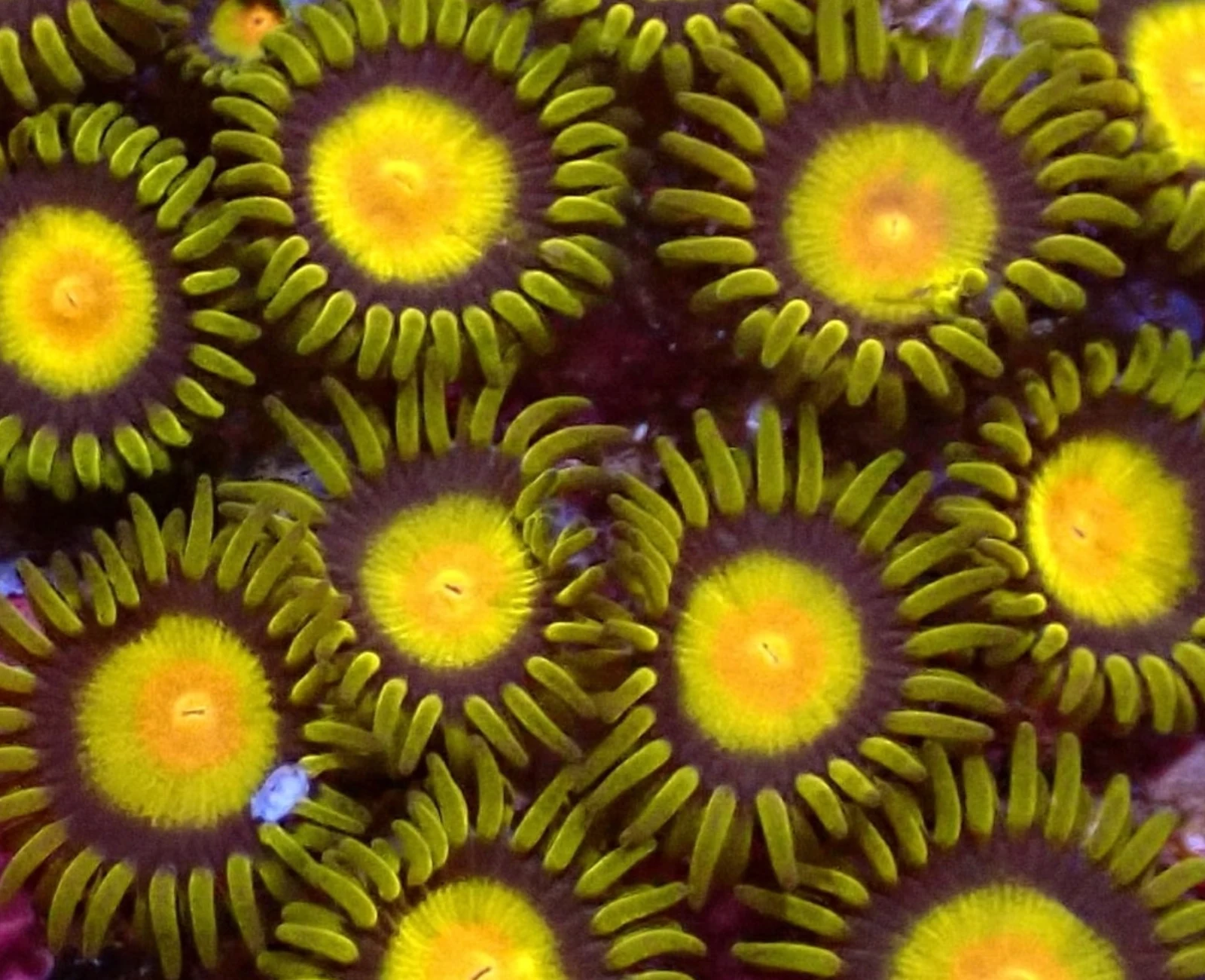 Tutti Frutti zoanthid