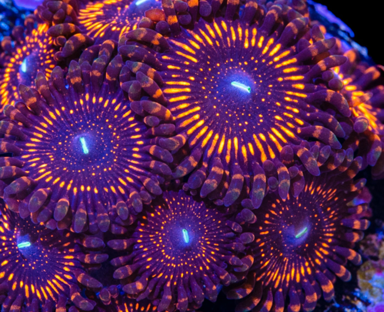 Twizzler zoanthid