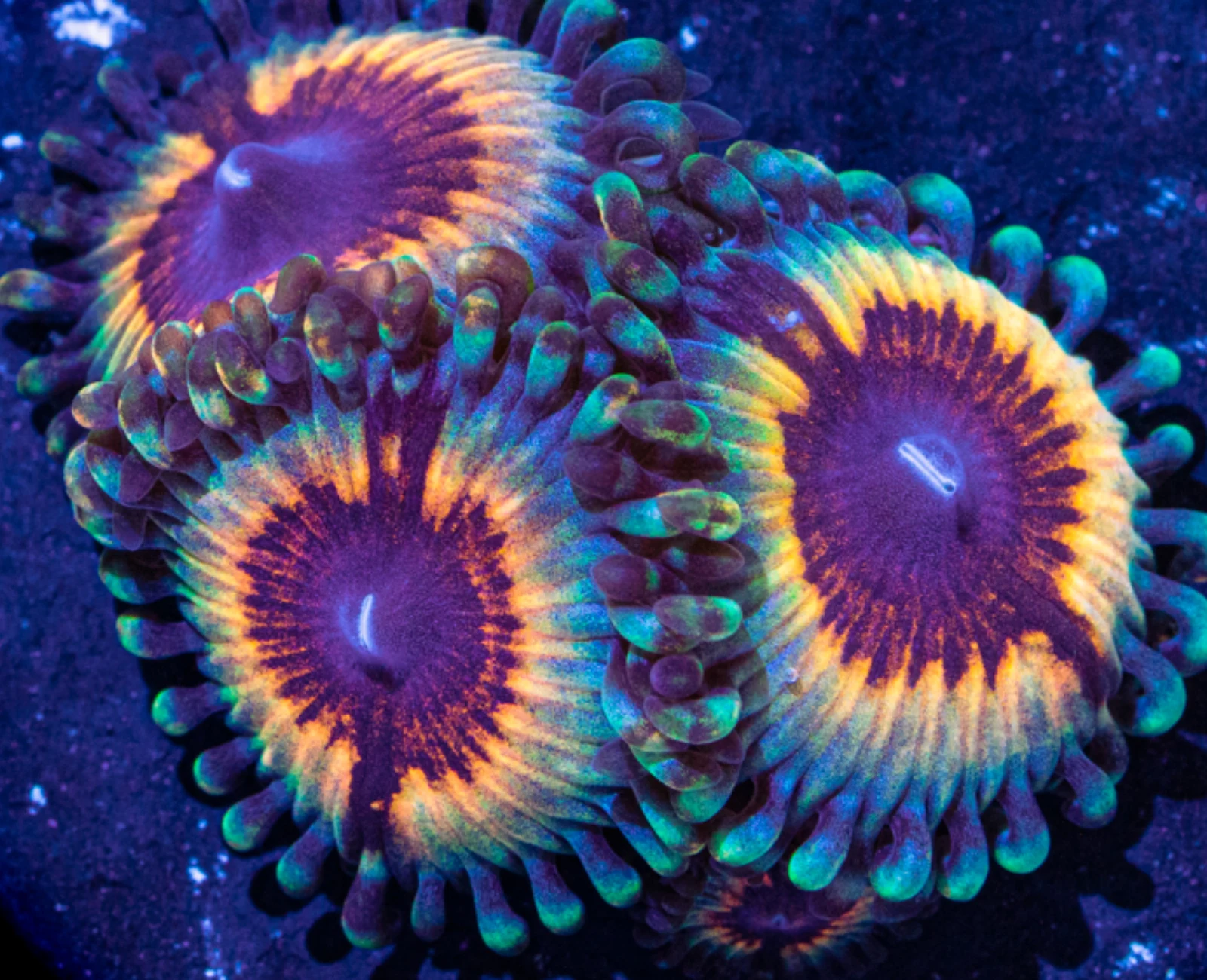 Vampire Killer zoanthid
