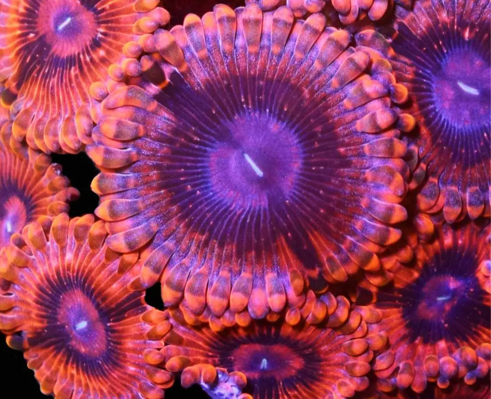 VDM zoanthid