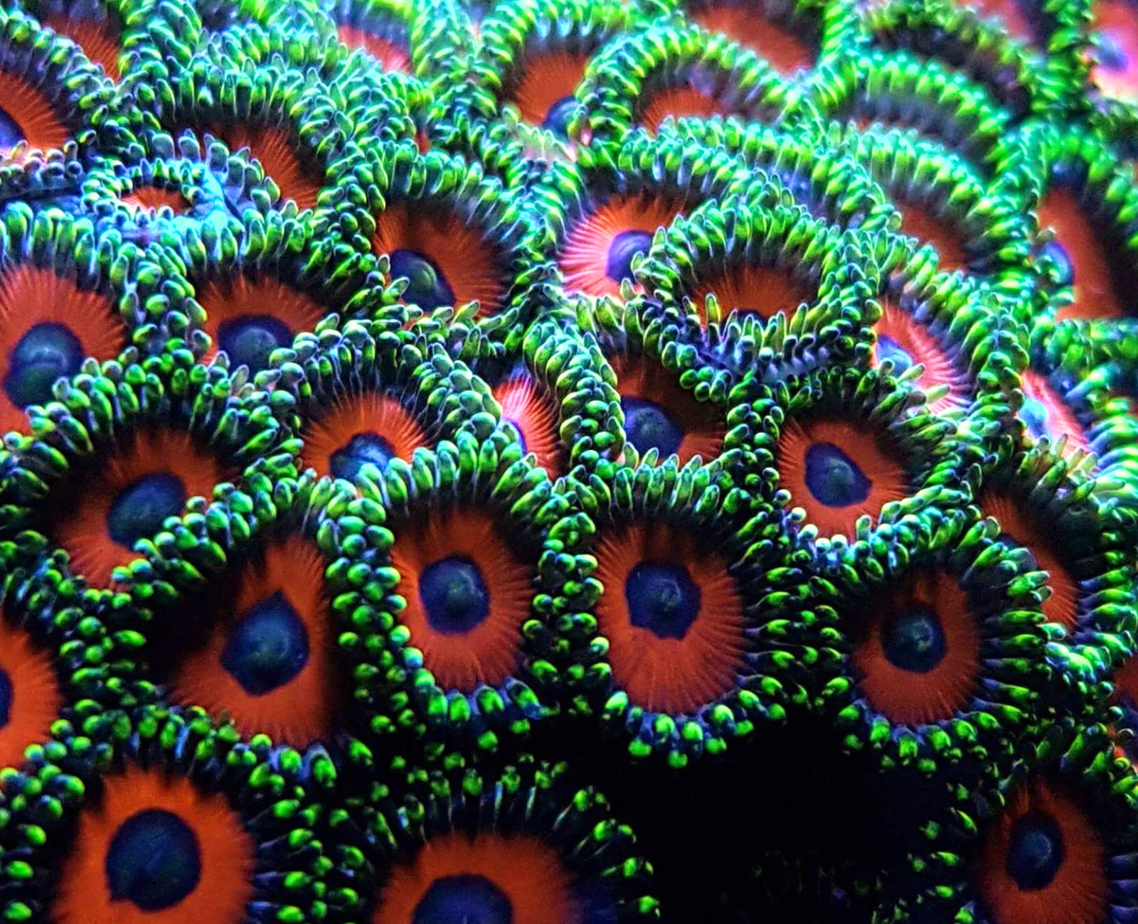 Whammin Watermelon zoanthid colony