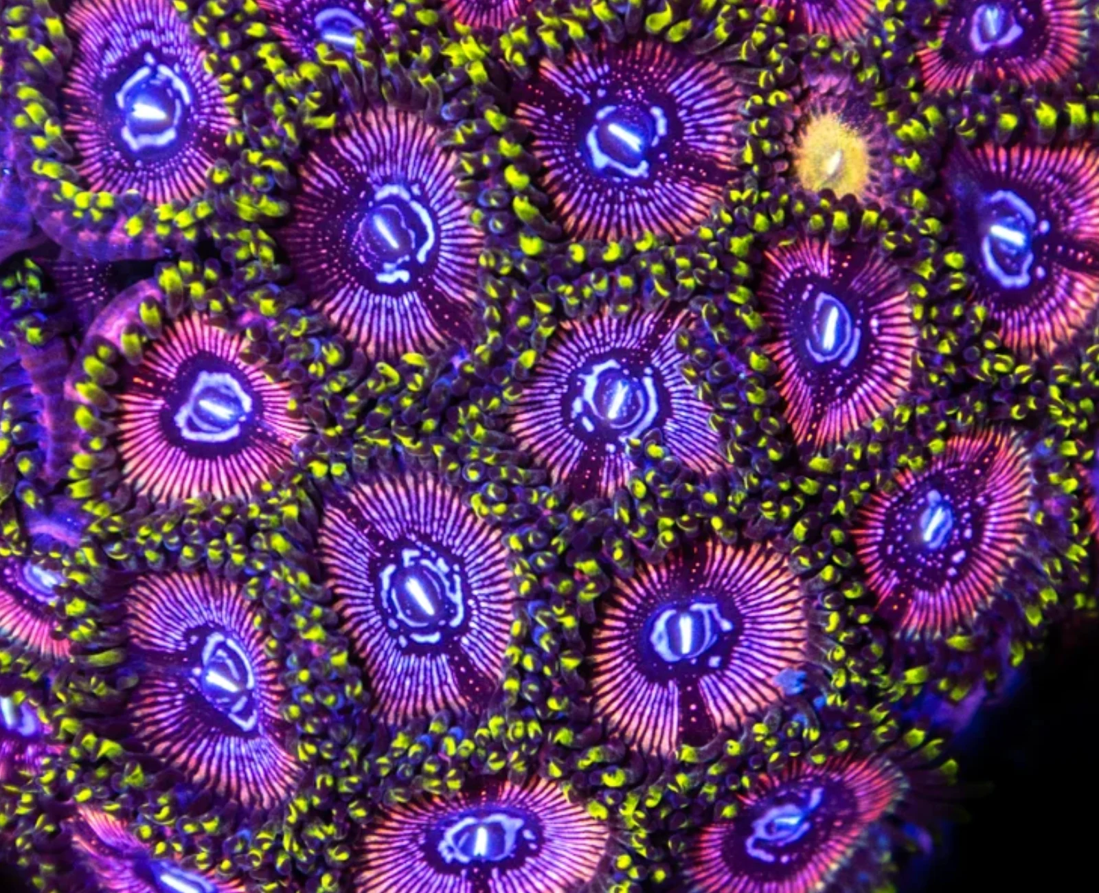 WWC Black Orchid zoanthid