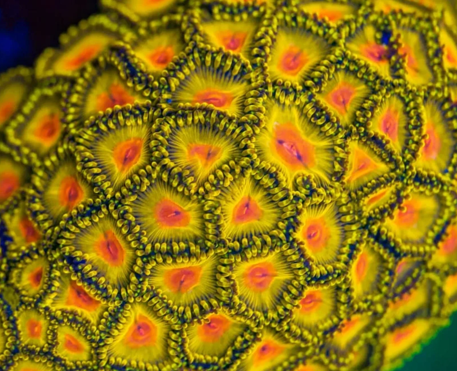 WWC Golden Gods zoanthid