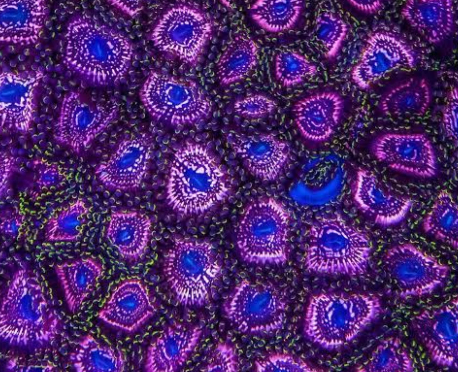 WWC Taser zoanthid
