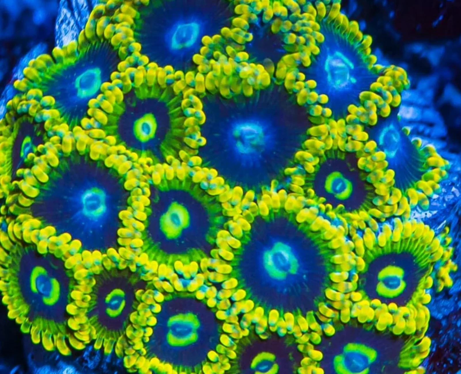 Yoda zoanthid