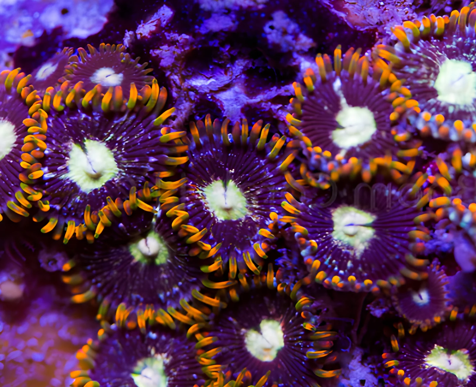 Firestorm zoanthid colony