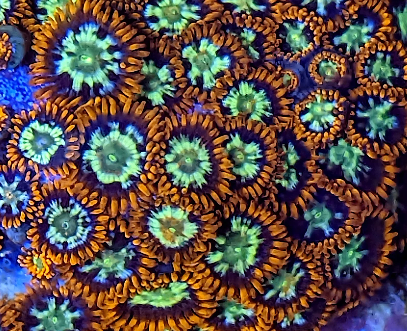 Flaming Fireballs zoanthid colony