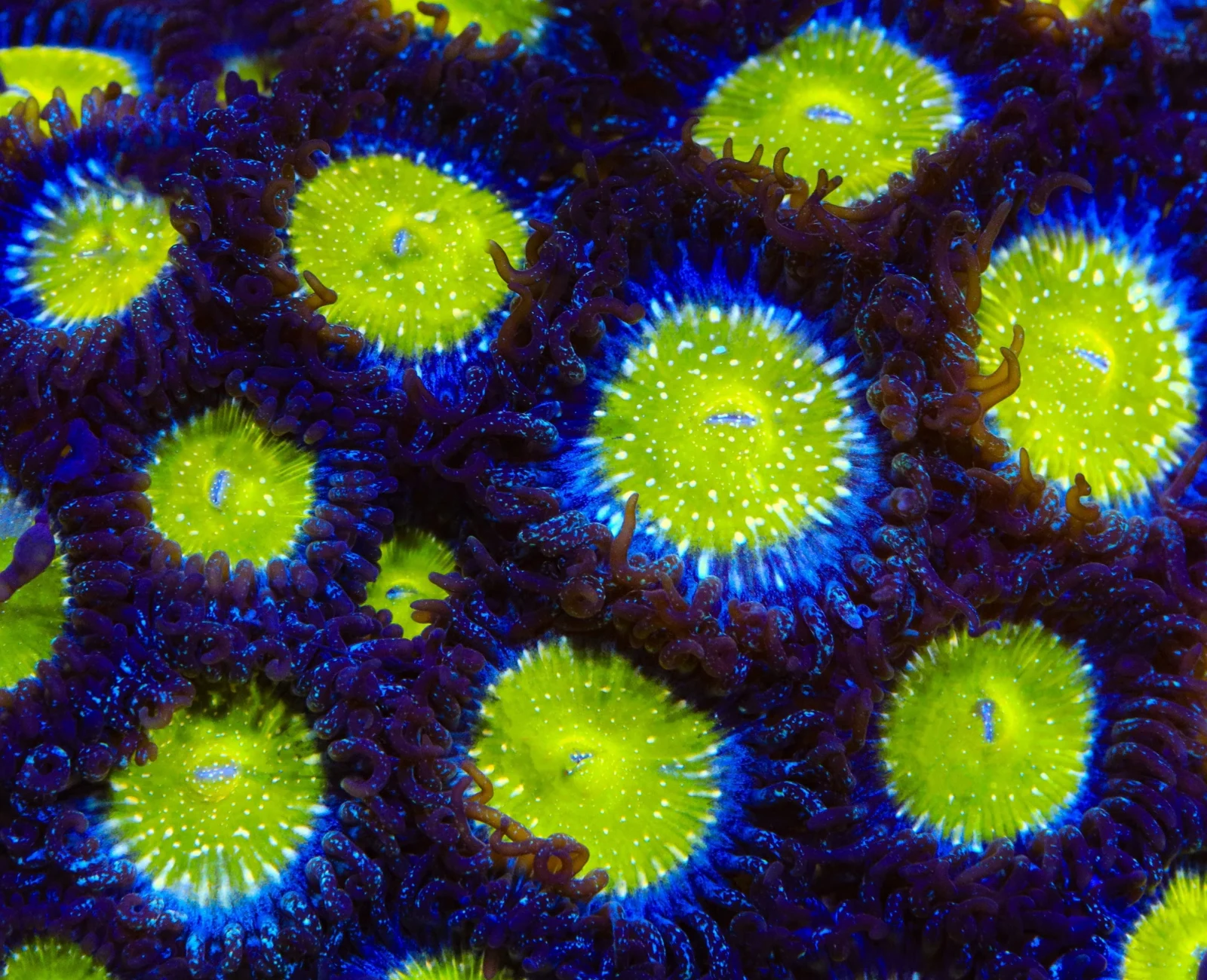 Frozen Apple zoanthid colony