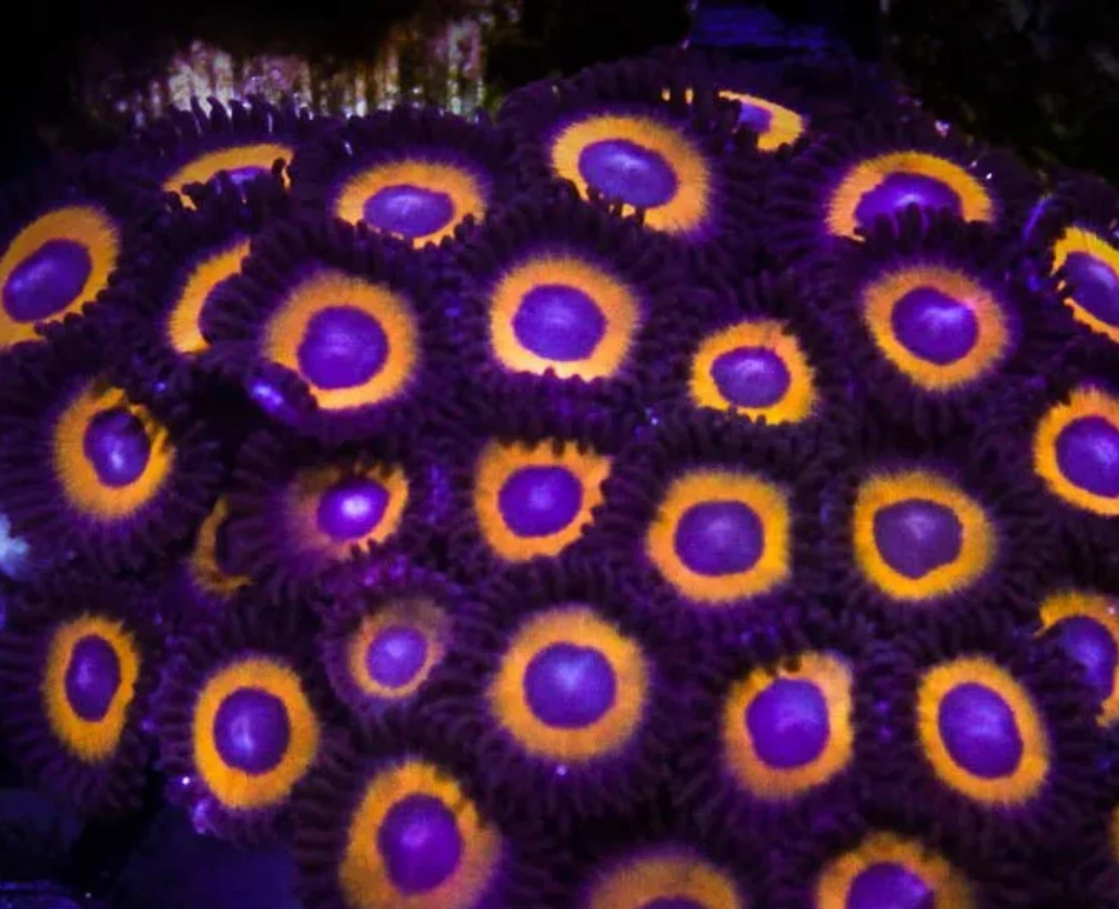 Johnny Pumpkin Seeds zoanthid colony