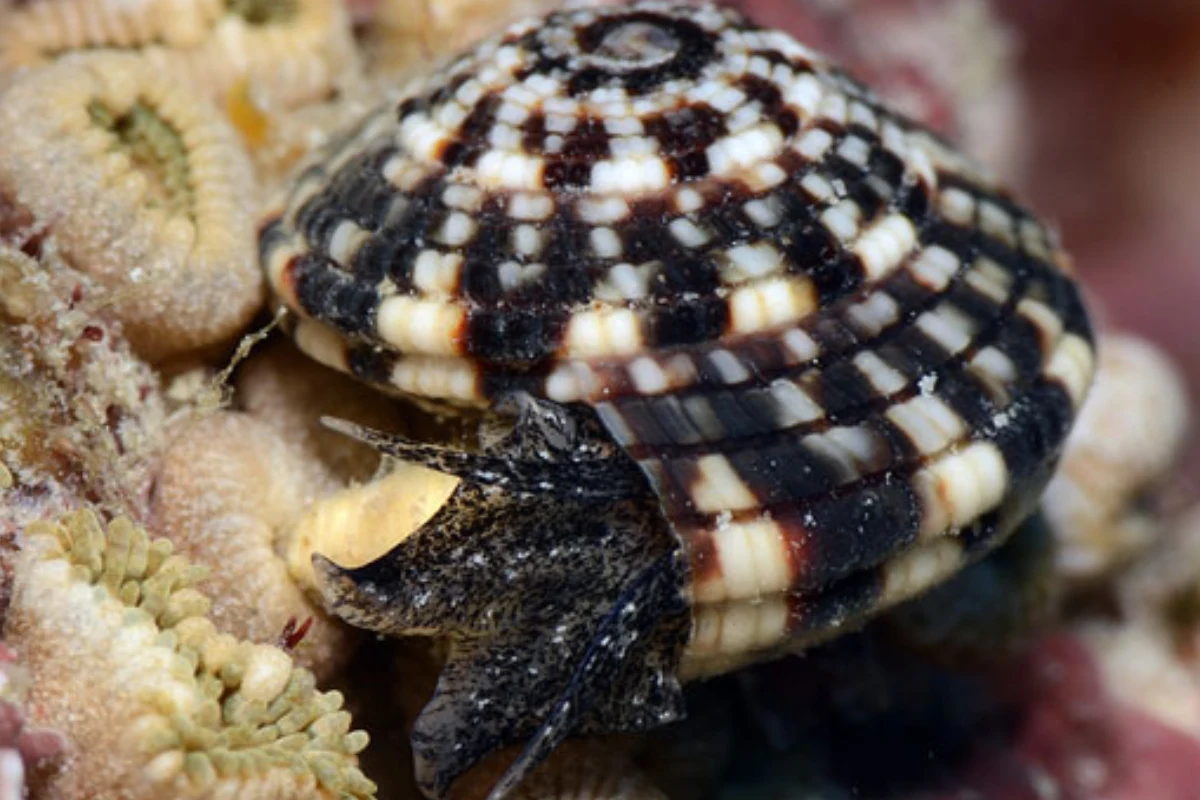 Sundial snail positioned among zoanthid polyps