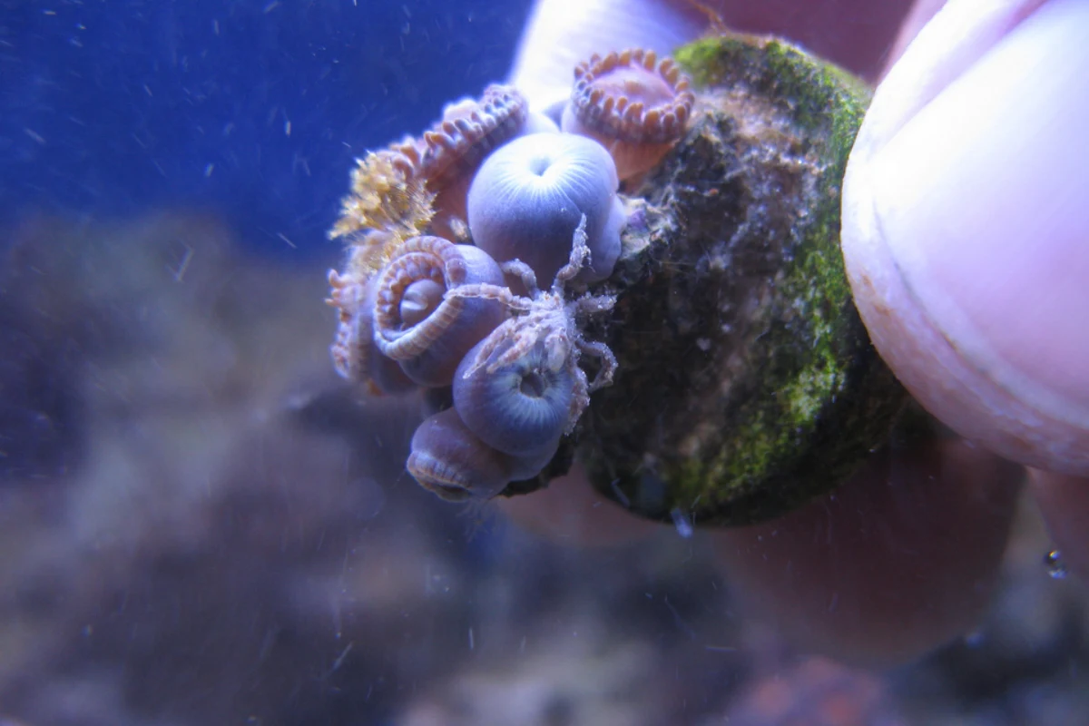 Small sea spider crawling between zoanthid polyps