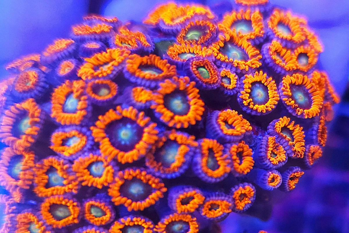 Zoanthid colony being inspected closely for pests between closed and open polyps