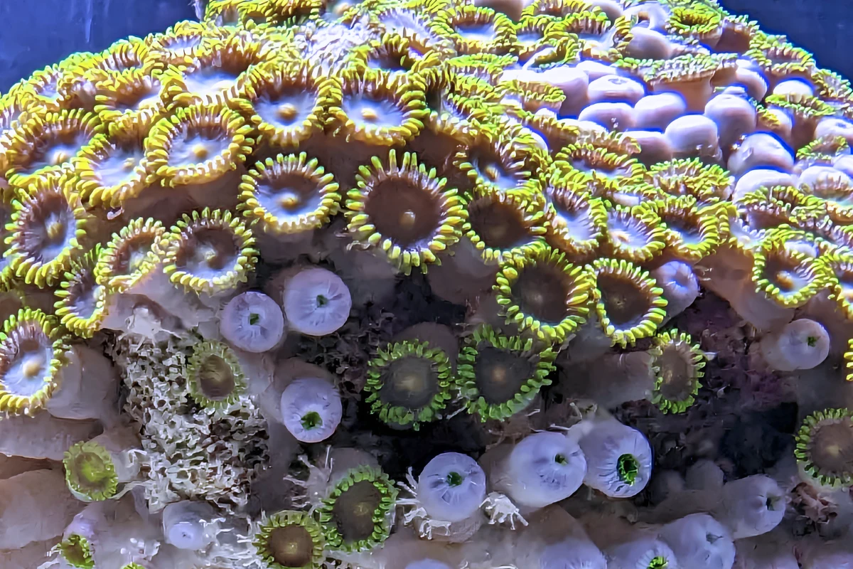 Zoanthid colony with small sea spiders visible between the polyps