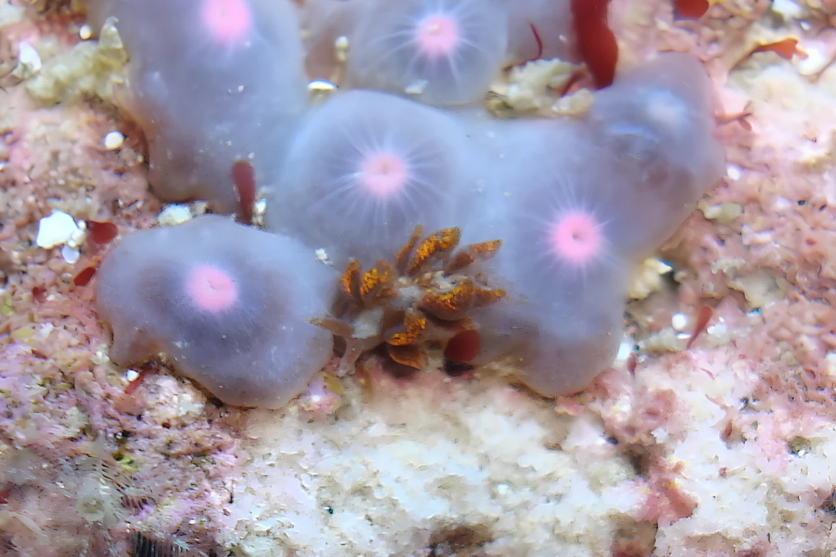 Zoanthid-eating nudibranch camouflaged among closed zoanthid polyps