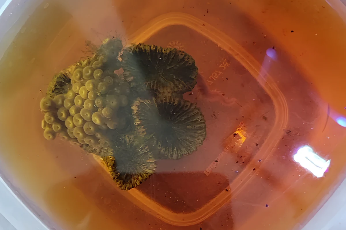 Zoanthid frag in a coral dipping container with small dislodged pests visible.