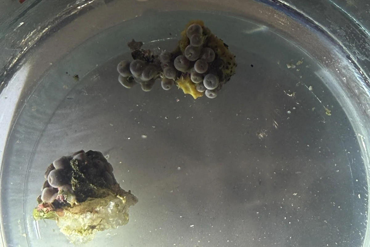 Dipping zoanthids before placing them in the aquarium