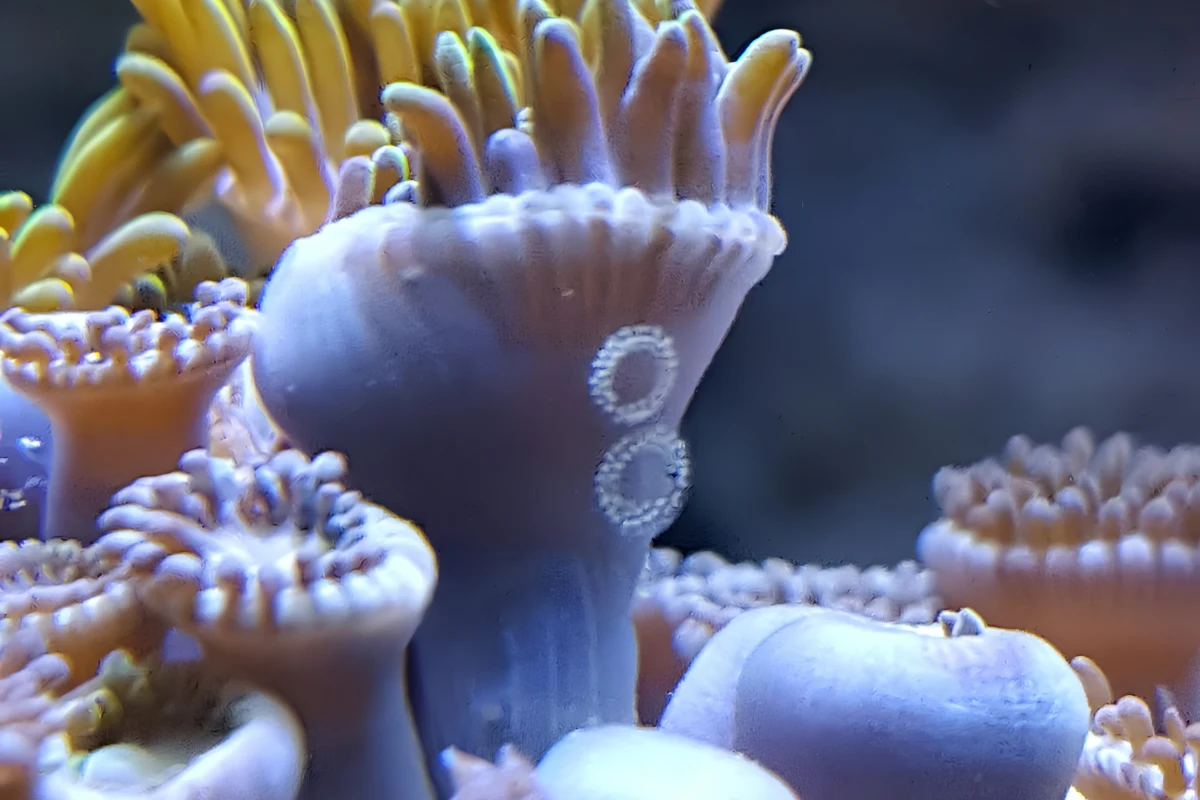 Spiral egg mass from zoanthid-eating nudibranchs attached near zoanthid polyps.