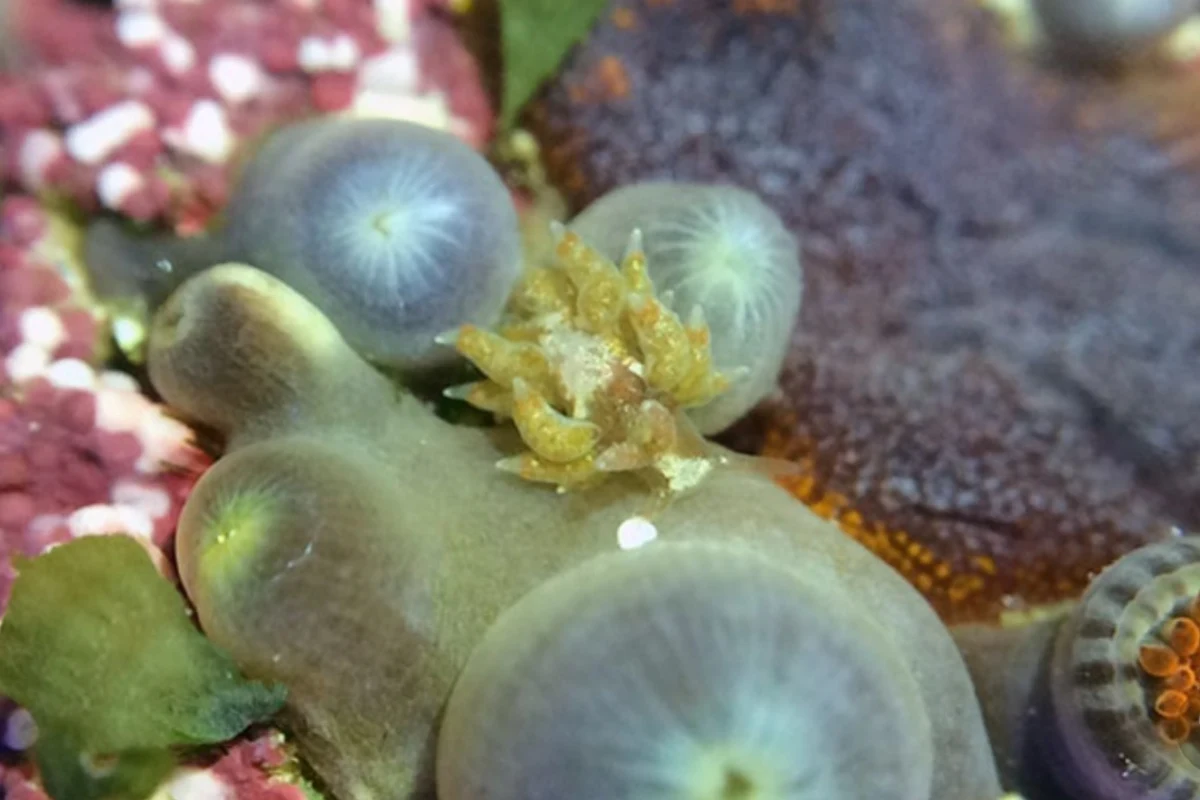 Zoanthid-eating nudibranch camouflaged among the polyps of a zoa colony.
