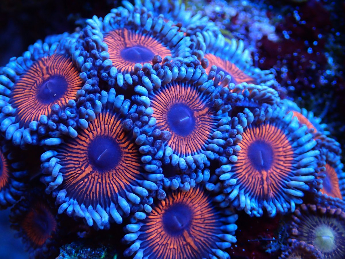 Close-up zoanthid polyps showing mouth, centre, oral disc and surrounding skirt