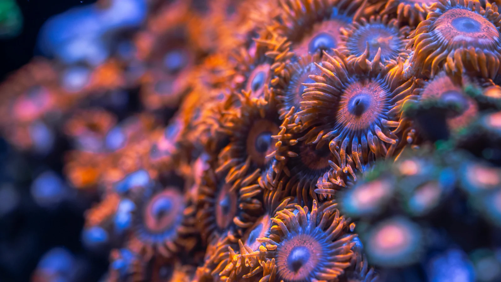 Orange Oxide zoanthids showing orange skirts, blue centres and contrasting circular patterns under reef lighting